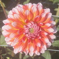 Alamode Dahlia