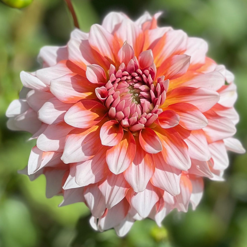 Alamode Dahlia