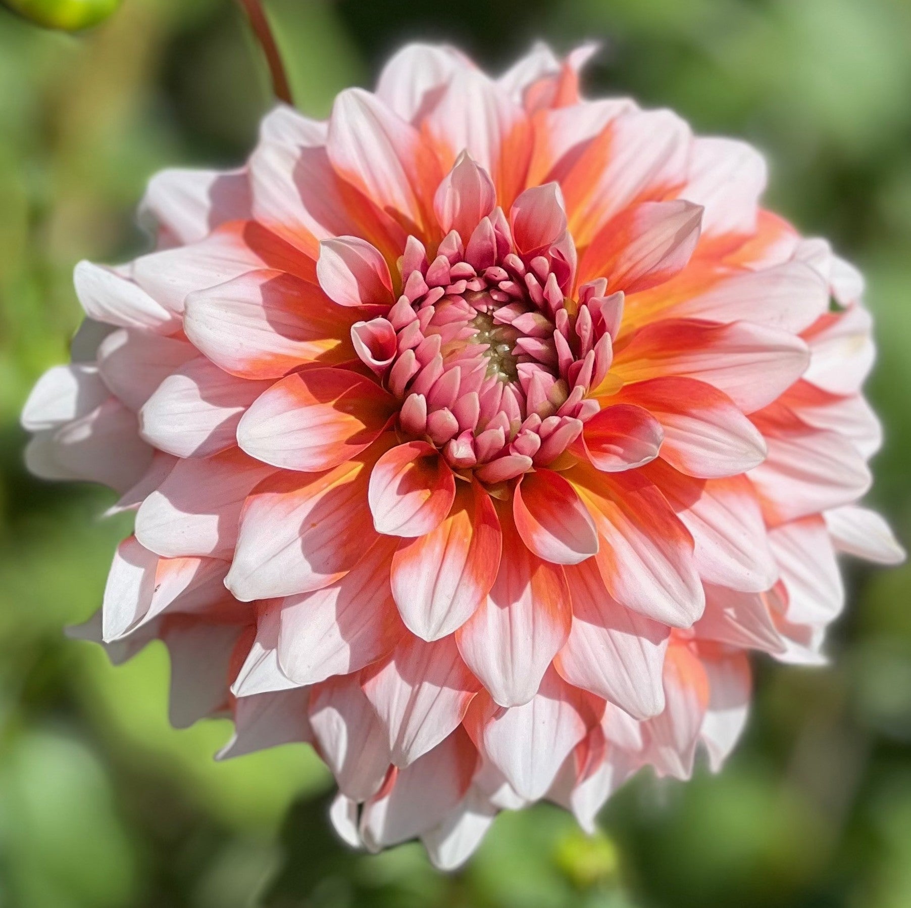 Alamode Dahlia