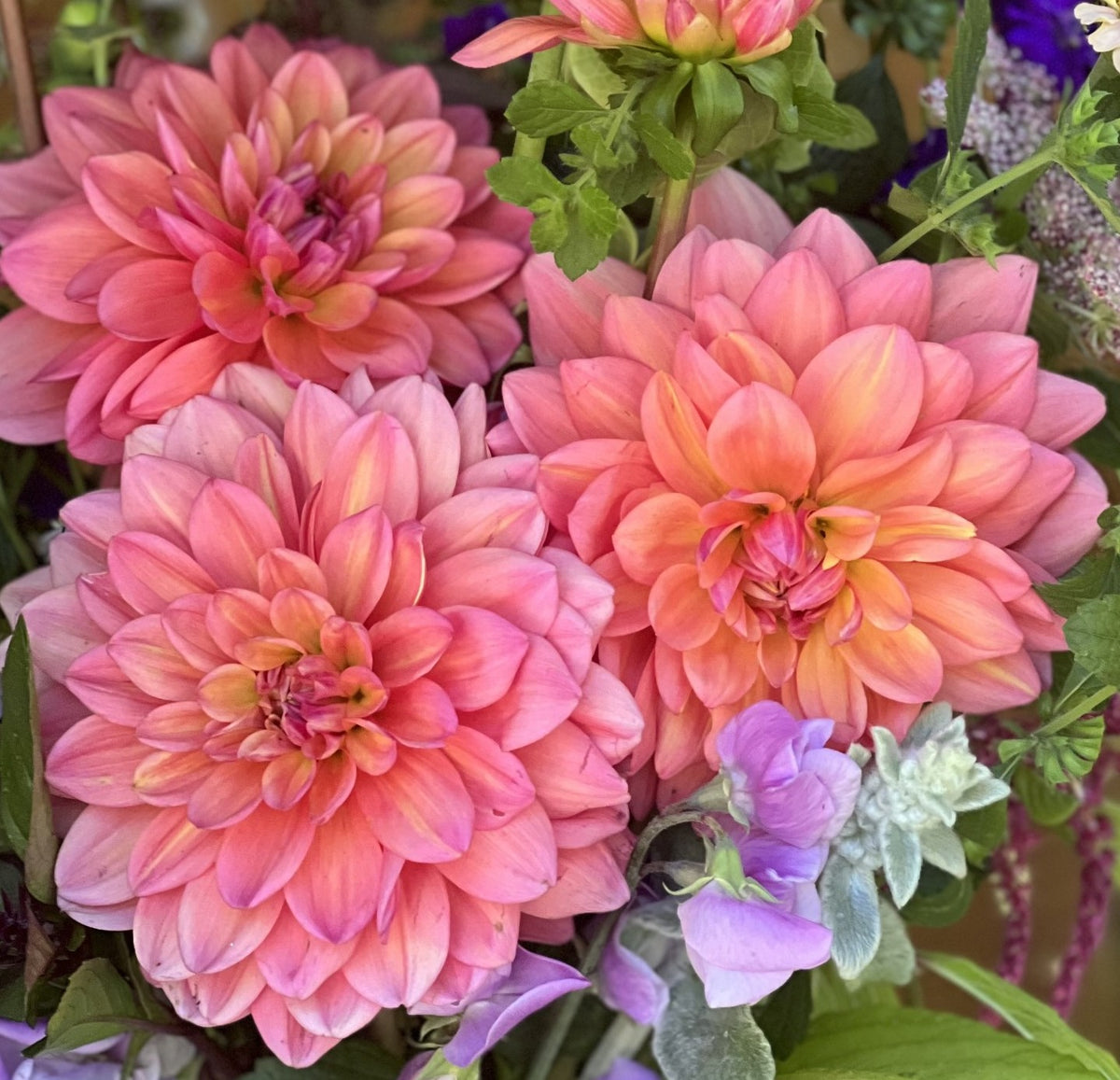 American Dawn Dahlia