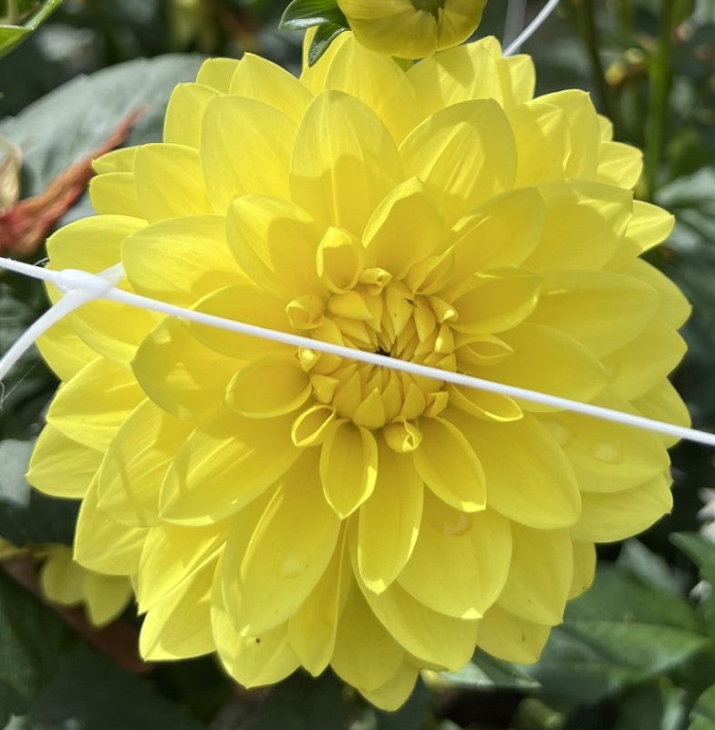 American Sun Dahlia