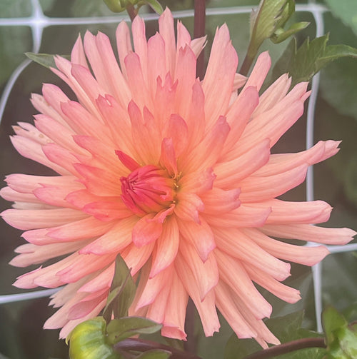 Barefoot Dahlia