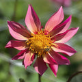 Bee-Yond Dahlia