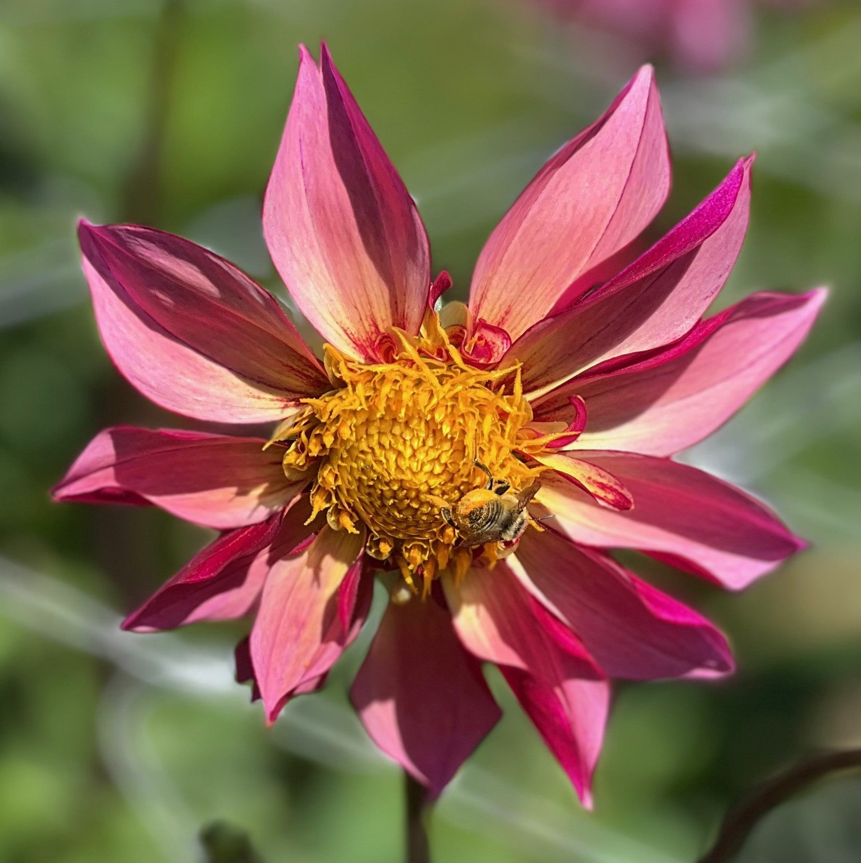 Bee-Yond Dahlia