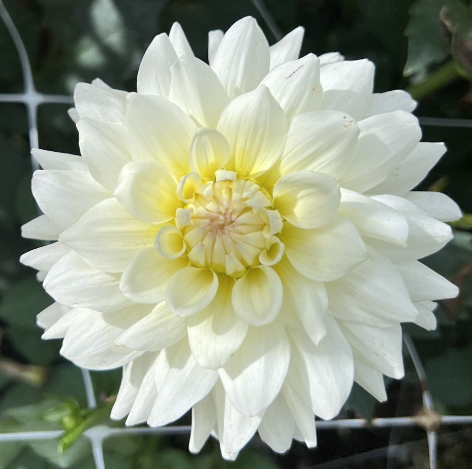 Blizzard – Hatch & Bloom Farm