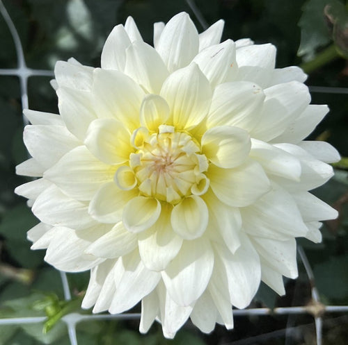 Blizzard Dahlia