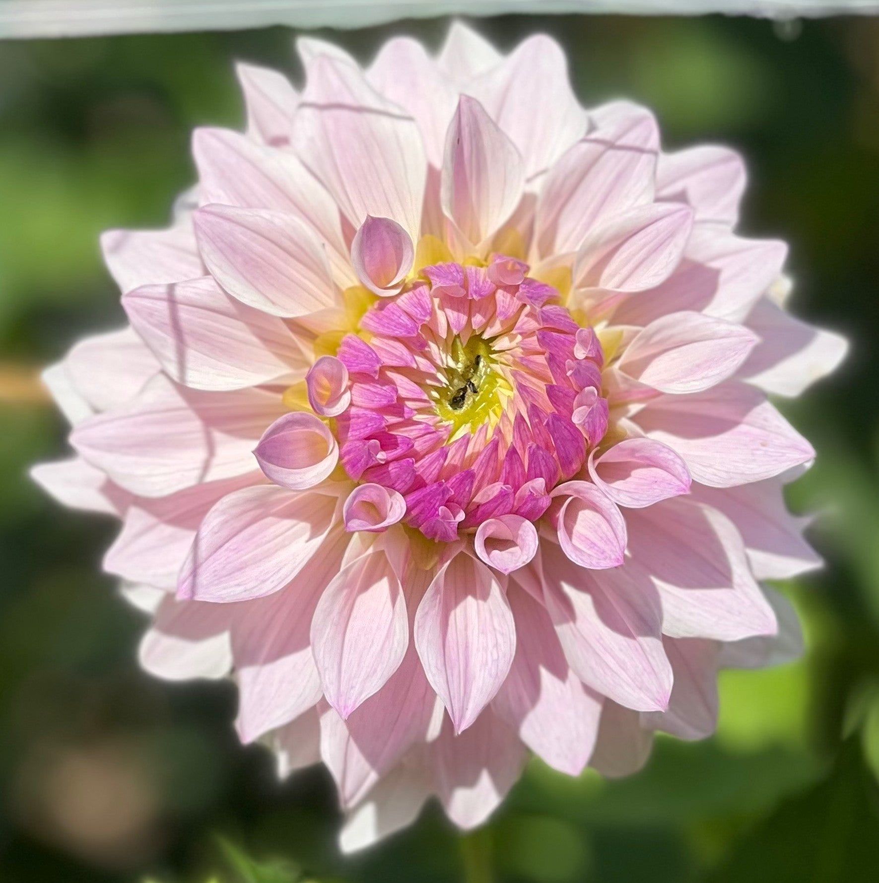 Bloomquist Compare Dahlia