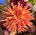 Bloomquist Egypt Dahlia
