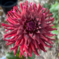 Bloomquist Richard Dahlia