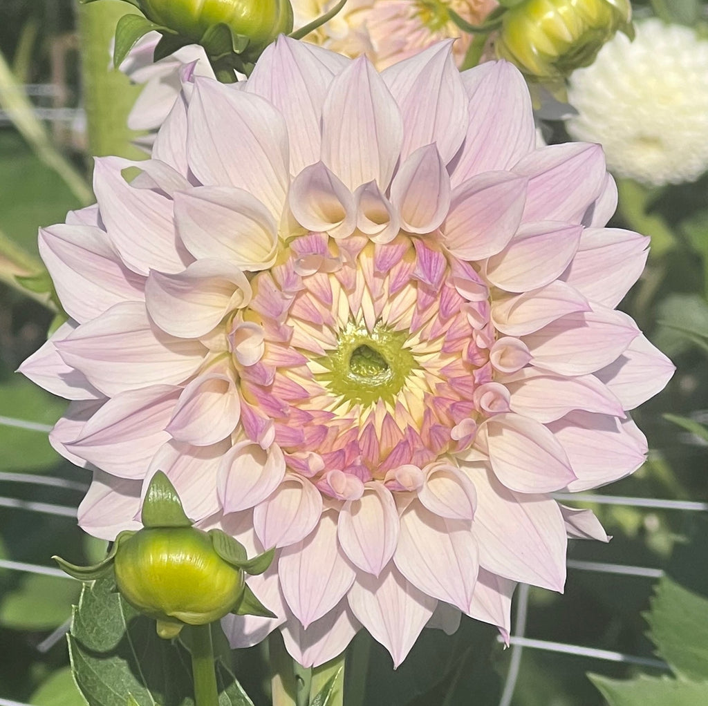 Bloomquist Compare Dahlia