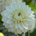 Bridezilla Dahlia