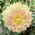 Daydreamer Dahlia