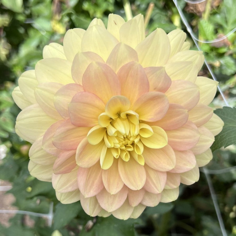 Daydreamer Dahlia