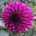 Diva Dahlia
