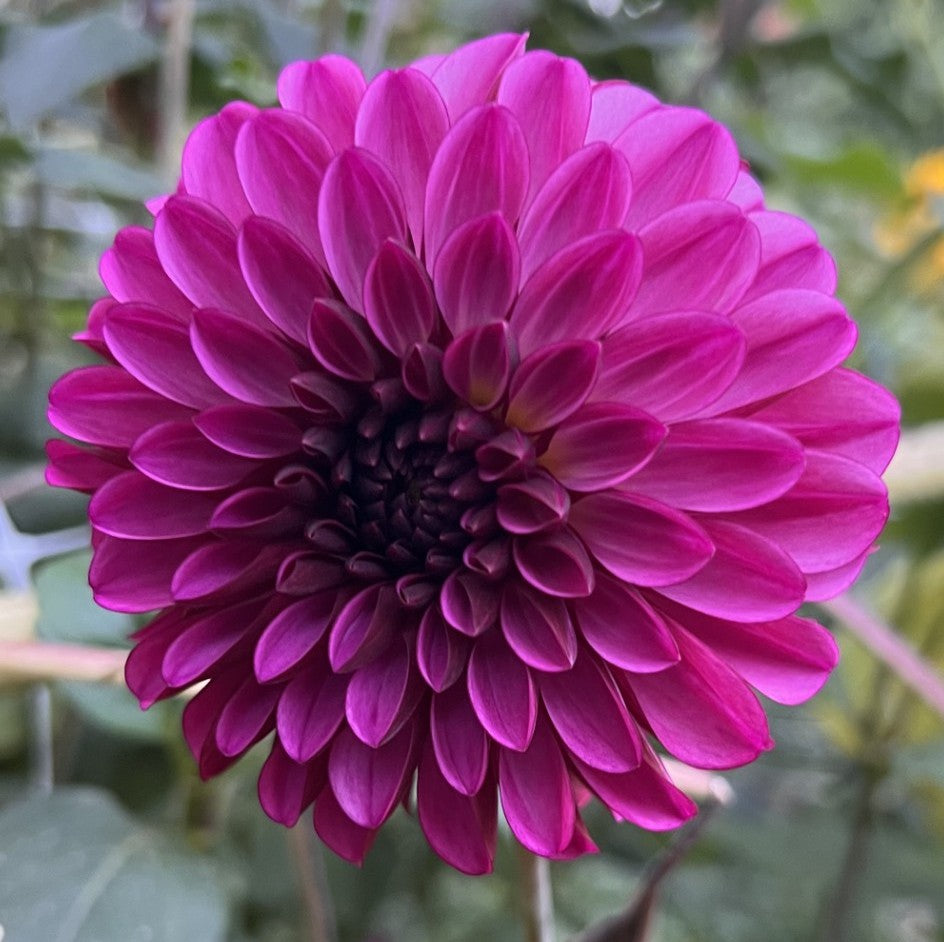 Diva Dahlia