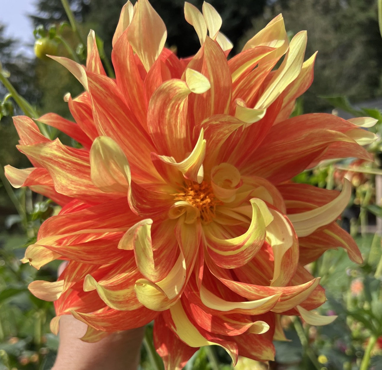 Flamethrower Dahlia