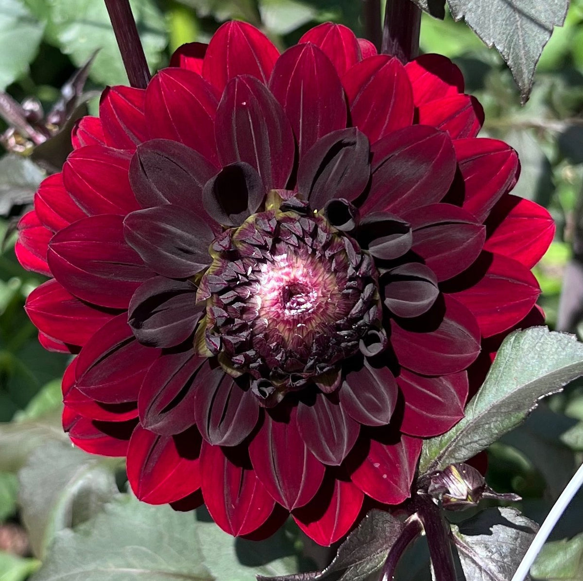 KarmaChoc Dahlia
