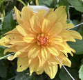 KarmaGold Dahlia