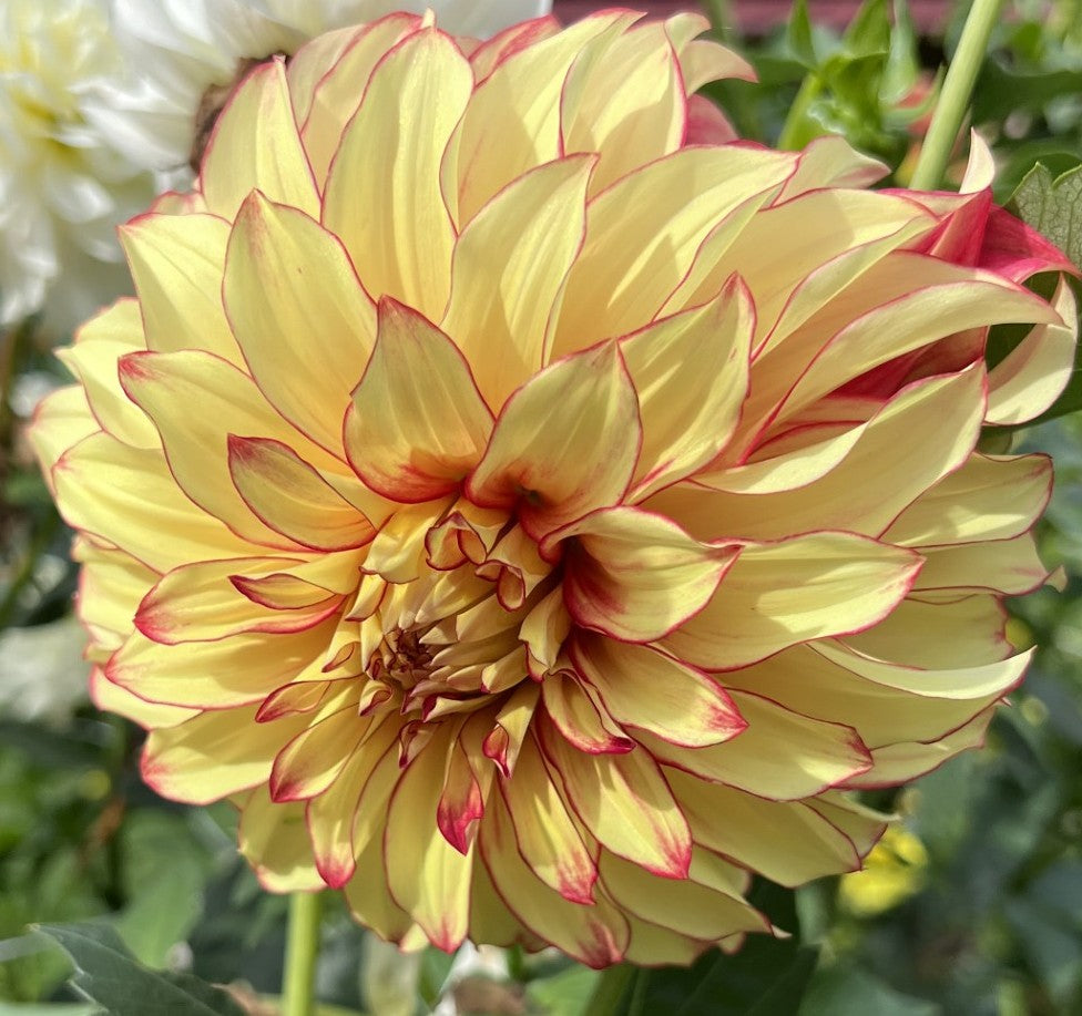 Lady Darlene Dahlia
