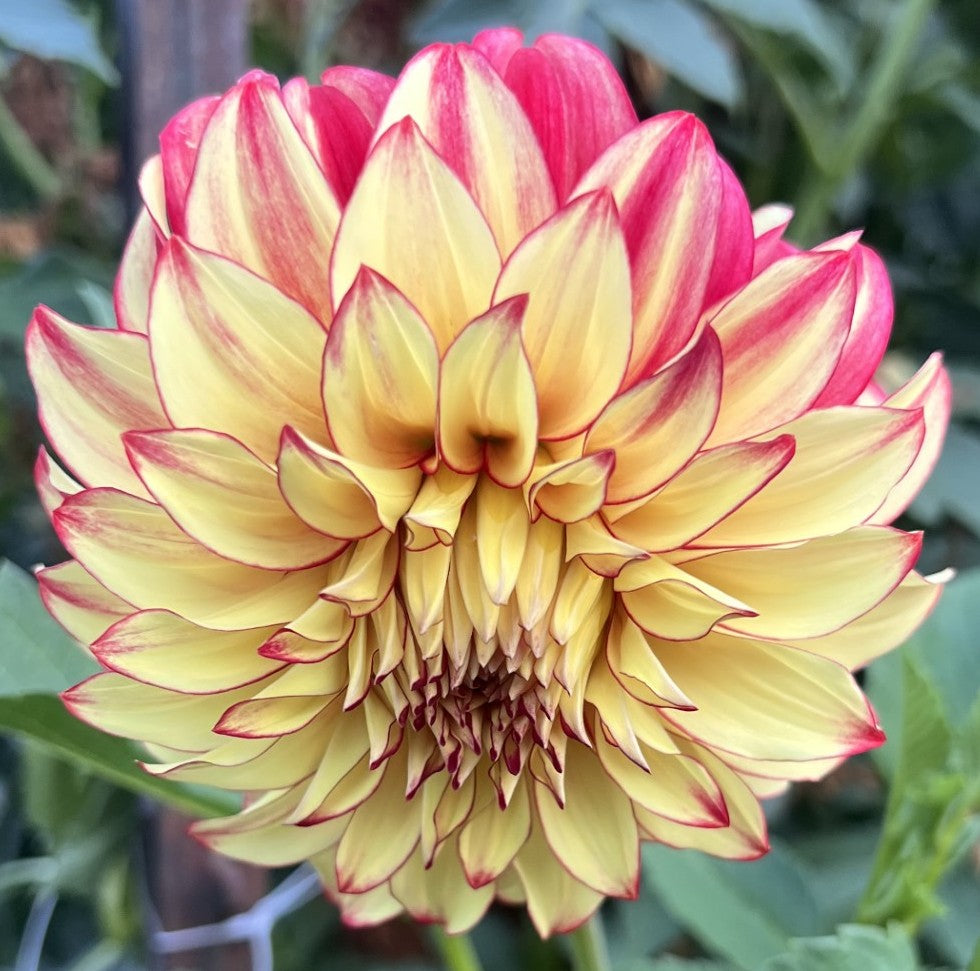 Lady Darlene Dahlia