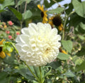 L'ancresse Dahlia