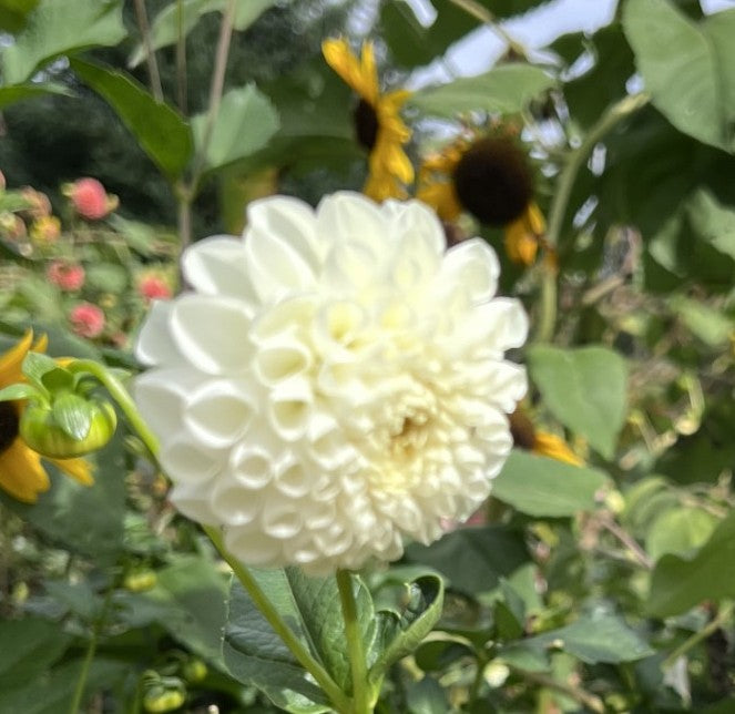 L'ancresse Dahlia