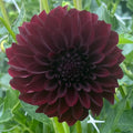 Lights Out Dahlia