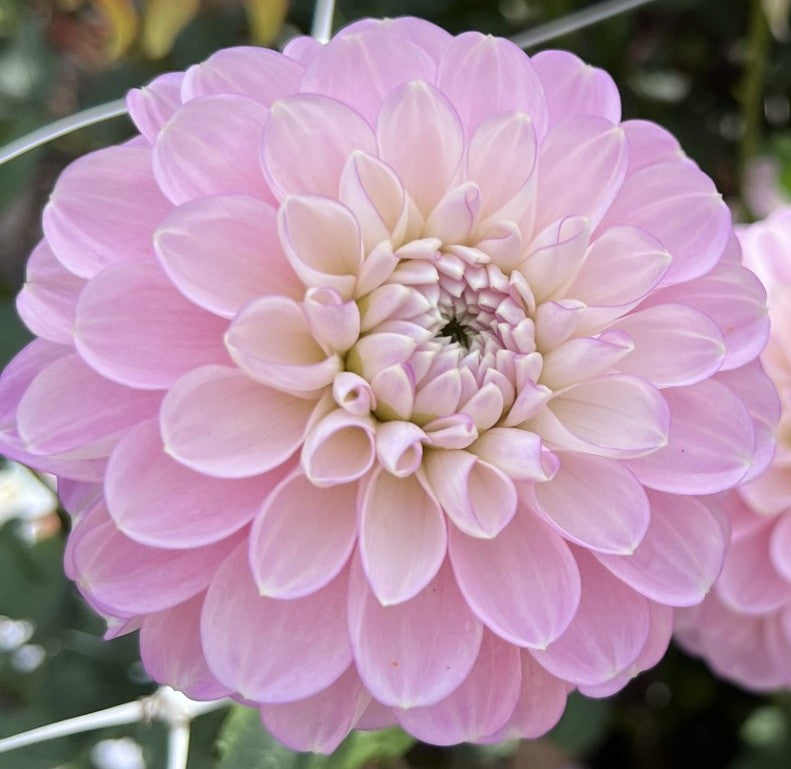 Marionberry Milkshake Dahlia