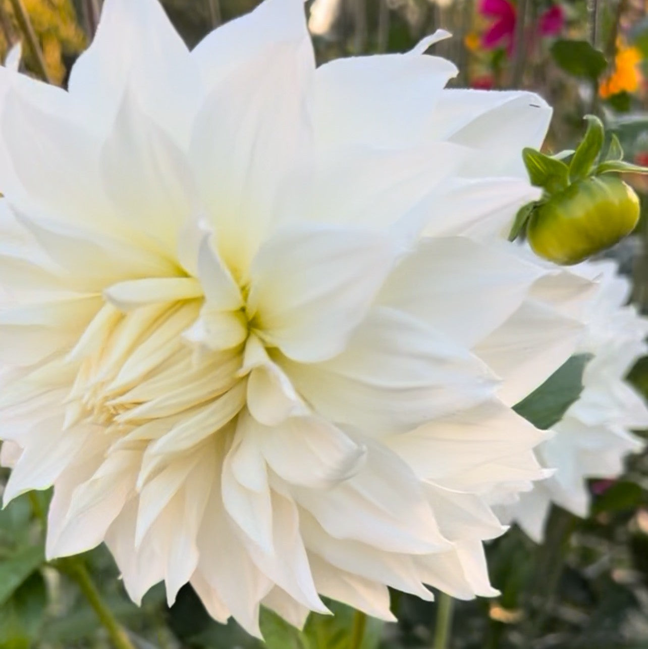 Marshmallow Dahlia