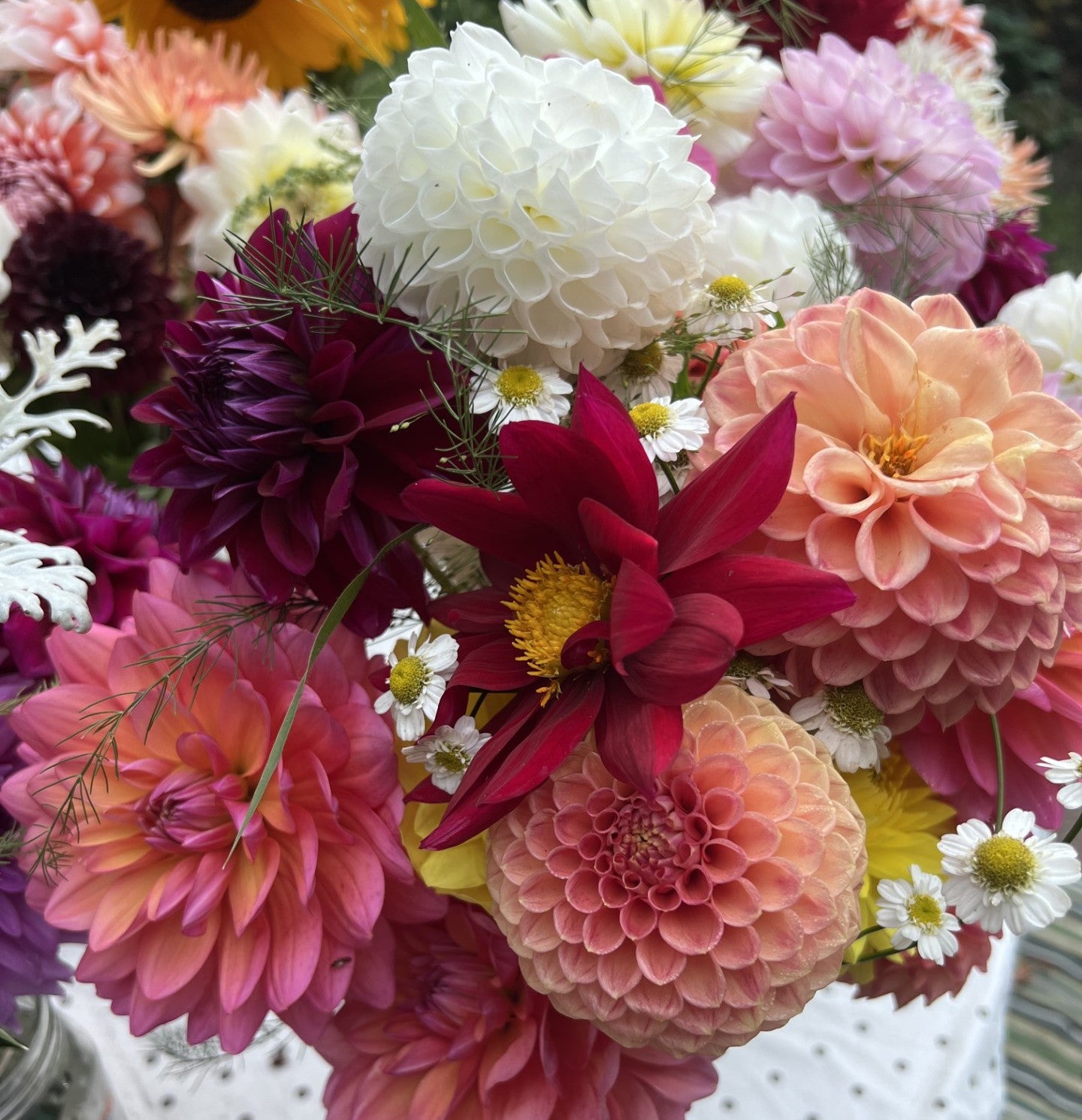 Mystery Dahlia