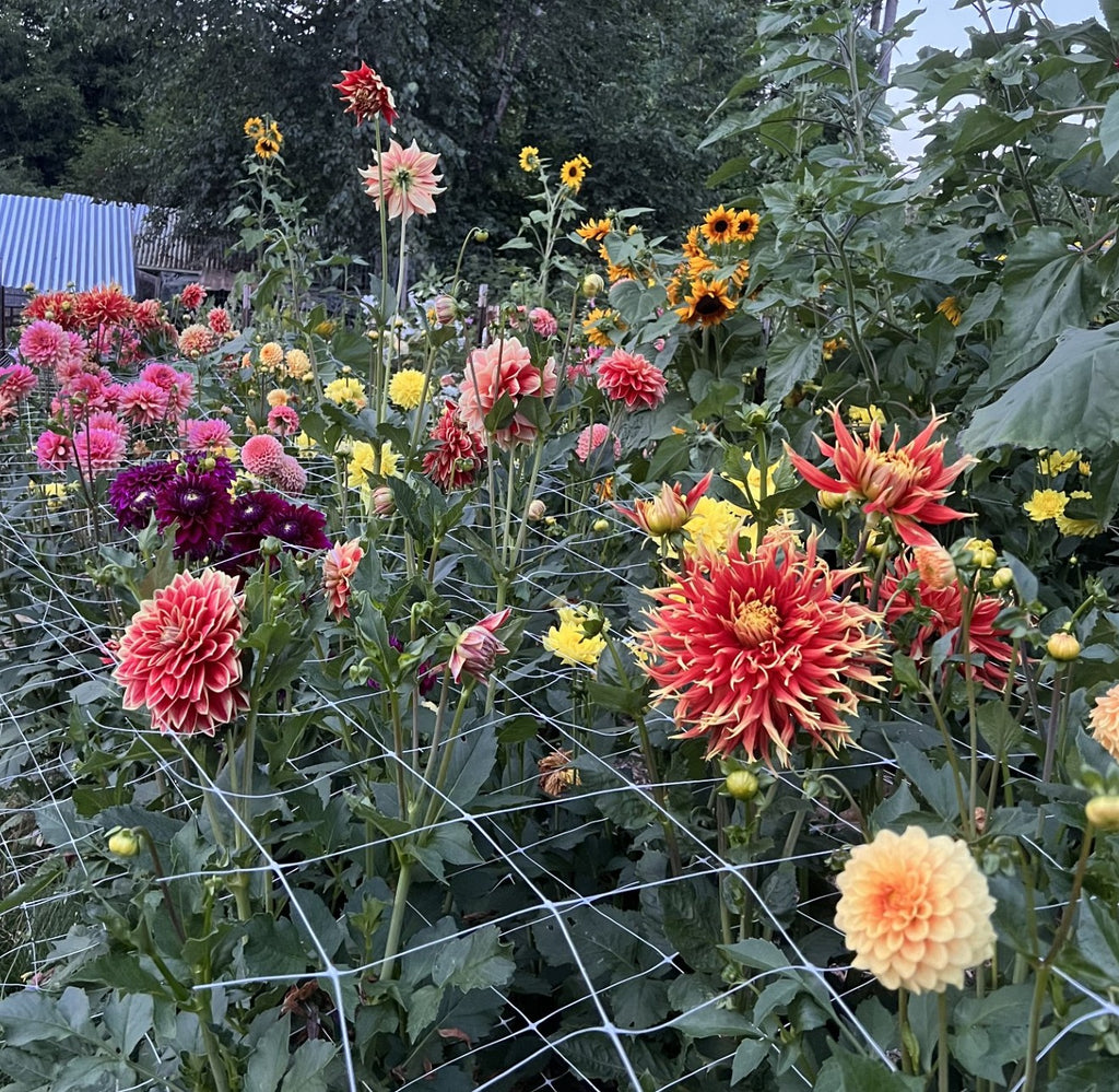 Mystery Dahlia