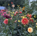 Mystery Dahlia