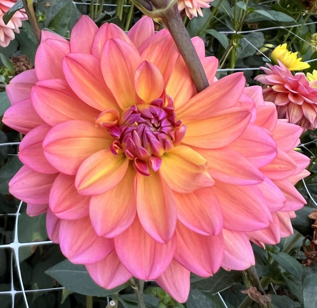 Oregon Sunset Dahlia