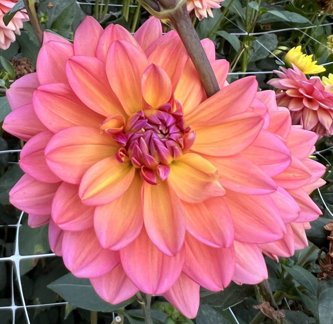 Oregon Sunset Dahlia