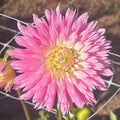 Park Princess Dahlia