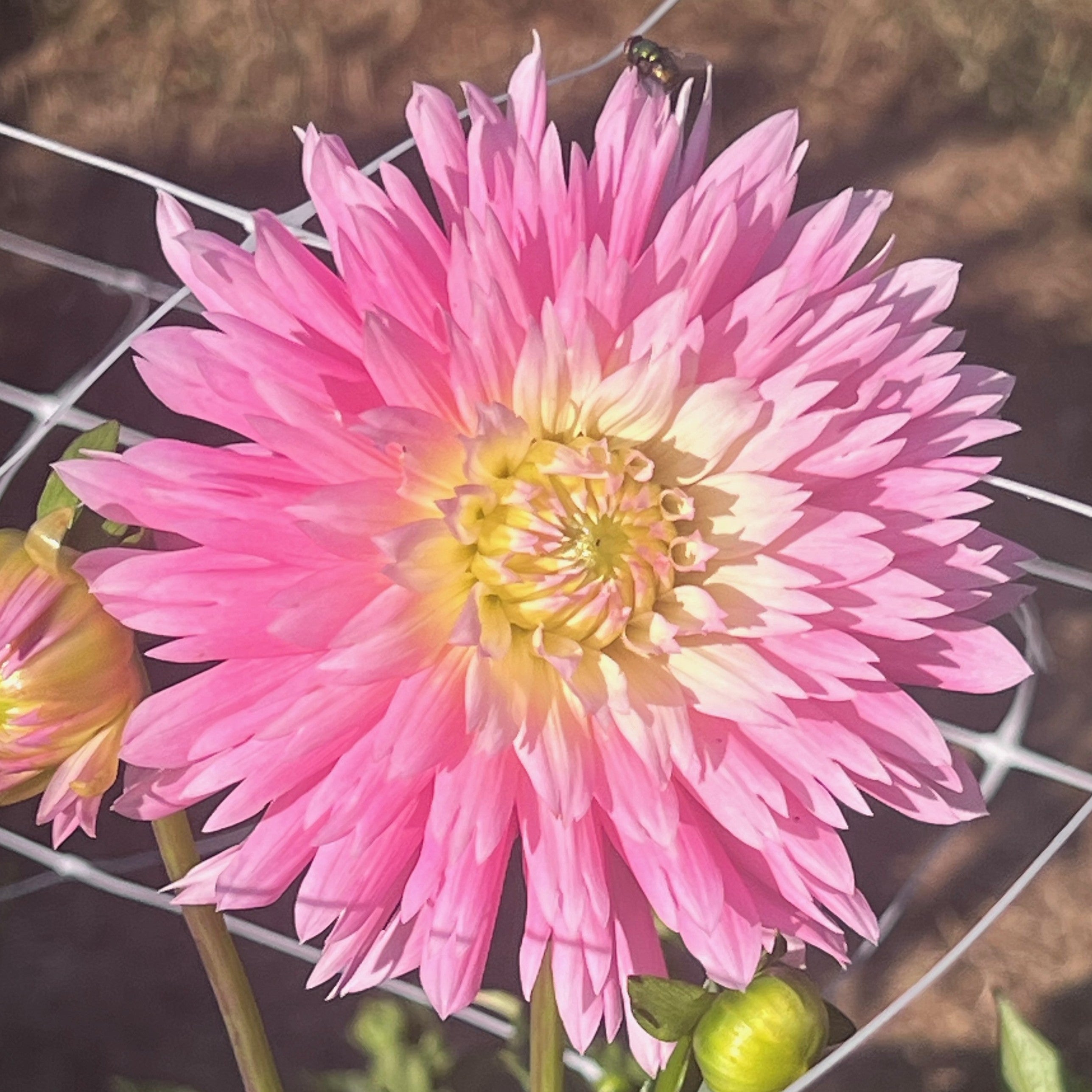 Park Princess Dahlia