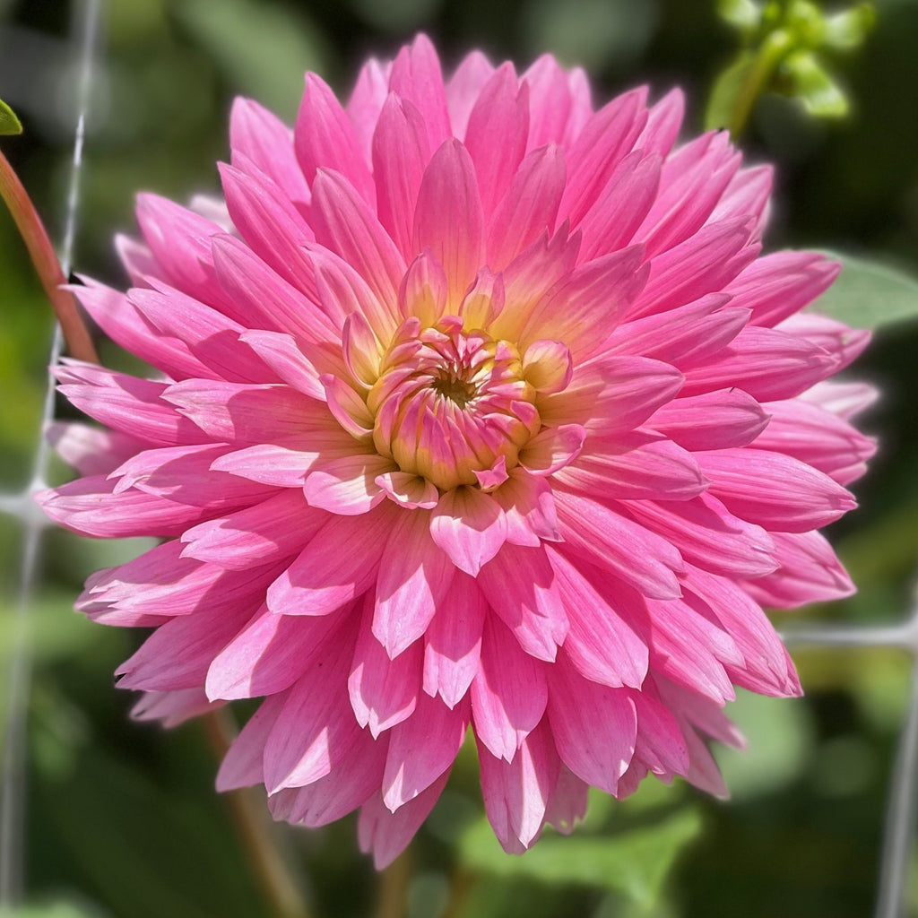Park Princess Dahlia