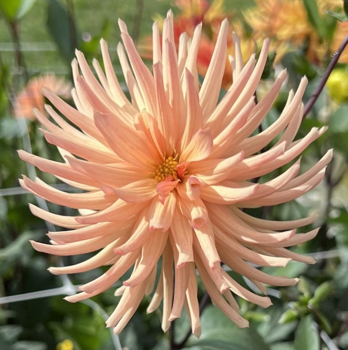 Peach Fuzz Dahlia