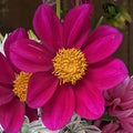 Sarah's Seed Dahlia