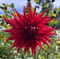 Stiletto Dahlia