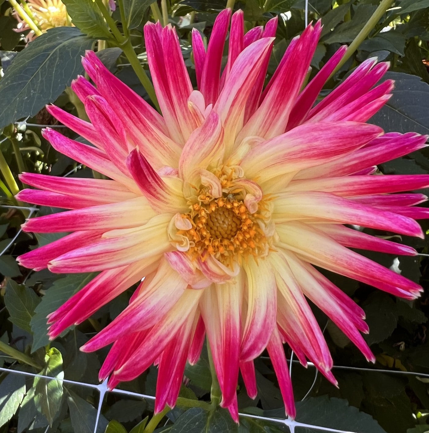 Tahiti Sunrise Dahlia