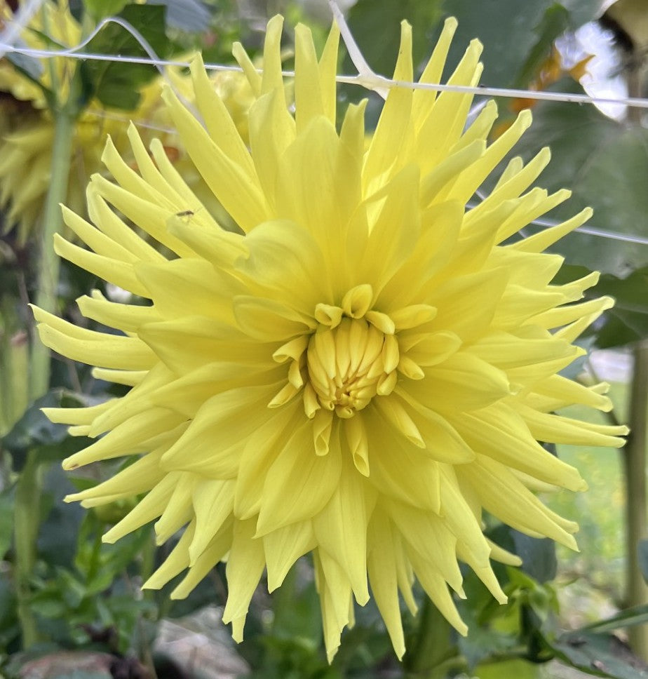 Yellow Star Dahlia